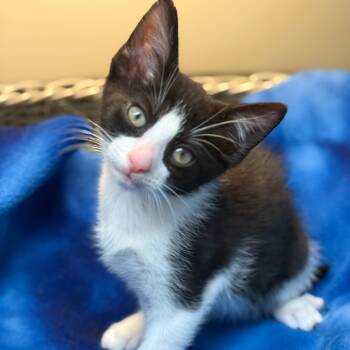 Rescue Domestic Short Hair Cats for Adoption in Newport News, Virginia - Neko | PetCurious