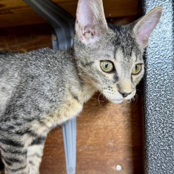 Weasel -  Domestic Short Hair Cat for Adoption in Livingston, Texas - Weasel | PetCurious