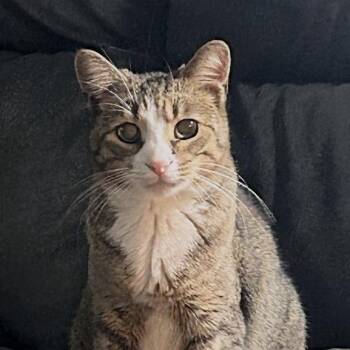 Tom -  Domestic Short Hair Cat for Adoption in Birmingham, Alabama - Tom | PetCurious