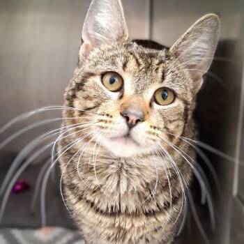 Todd -  Domestic Short Hair Cat for Adoption in Belmont, New York - Todd | PetCurious