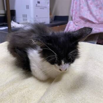 A613854 -  Domestic Long Hair Cat for Adoption in Modesto, California - A613854 | PetCurious