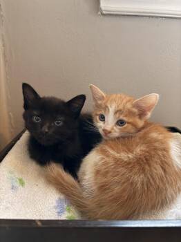 Domestic Short Hair Cats Available for Adoption in Ferndale, Michigan - Bailey | PetCurious