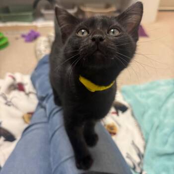 Mint Chocolate Chip -  Domestic Short Hair Cat for Adoption in Buellton, California - Mint Chocolate Chip | PetCurious