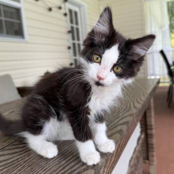 Harry Potter -  Domestic Long Hair Cat for Adoption in Chattanooga, Tennessee - Harry Potter | PetCurious