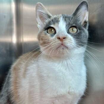 Paris -  Domestic Short Hair Cat for Adoption in Matteson, Illinois - Paris | PetCurious
