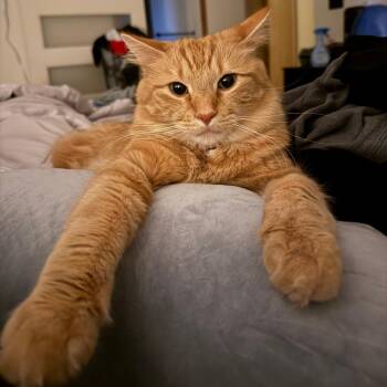 Ozzie -  Domestic Medium Hair and Mixed Breed Cat for Adoption in South Elgin, Illinois - Ozzie | PetCurious