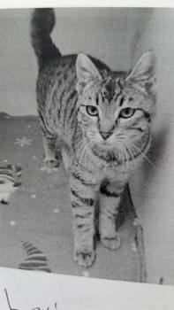 Lexi -  Domestic Short Hair Cat for Adoption in Parker, Colorado - Lexi | PetCurious