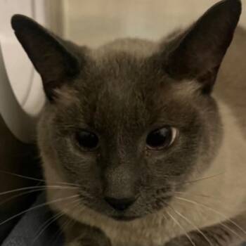 Jeff -  Siamese and Mixed Breed Cat for Adoption in Oak Park, Illinois - Jeff | PetCurious