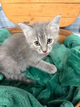 SARAFINA -  Domestic Short Hair Cat for Adoption in Algona, Iowa - SARAFINA | PetCurious