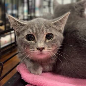 Dawn -  Domestic Short Hair Cat for Adoption in Rochester, Minnesota - Dawn | PetCurious
