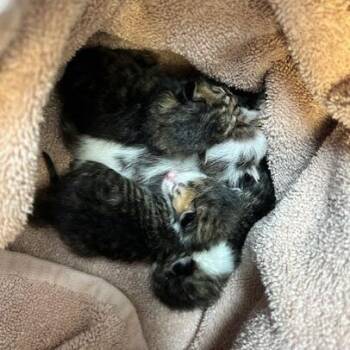 Domestic Short Hair Cats Available for Adoption in Austin, Texas - Laffy Taffy 6 | PetCurious