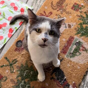 Grandpa (Courtesy Post) -  Domestic Short Hair Cat for Adoption in San Jose, California - Grandpa (Courtesy Post) | PetCurious