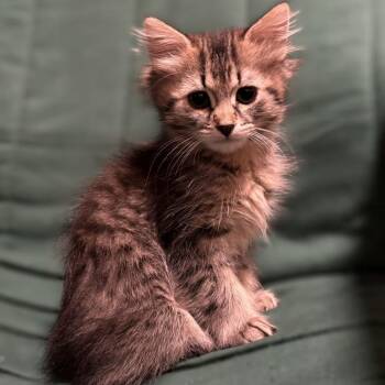 Paisley -  Domestic Medium Hair Cat for Adoption in Chaska, Minnesota - Paisley | PetCurious