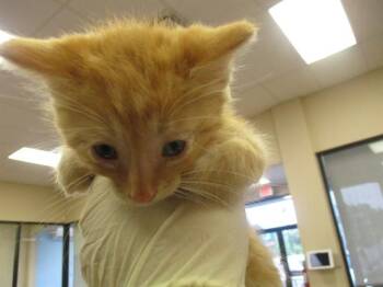 CHARMANDER -  Domestic Short Hair Cat Available for Adoption in Ocala, Florida - CHARMANDER | PetCurious