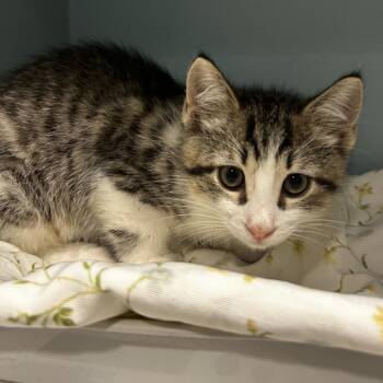 Shine -  Domestic Short Hair Cat for Adoption in Chattanooga, Tennessee - Shine | PetCurious