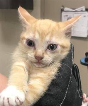 Domestic Short Hair Cats Available for Adoption in Conroe, Texas - A428542 | PetCurious