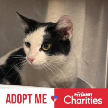 Domestic Short Hair Cats Available for Adoption in Falls Church, Virginia - Bletchley | PetCurious