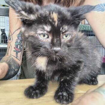 Rowena -  Domestic Short Hair Cat Available for Adoption in Moses Lake, Washington - Rowena | PetCurious