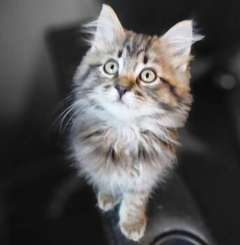 Tito -  Domestic Long Hair and Domestic Short Hair Cat for Adoption in Verona, Wisconsin - Tito | PetCurious