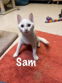 Rescue American Shorthair Cats for Adoption in Perry, Georgia - Sam | PetCurious