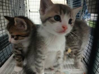 A2480684 -  Domestic Short Hair Cat for Adoption in Fort Lauderdale, Florida - A2480684 | PetCurious