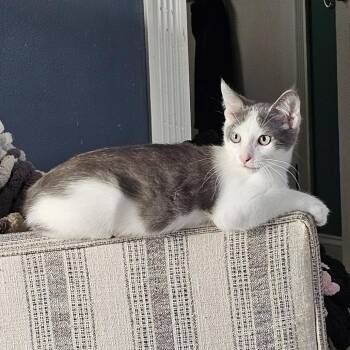 Chester -  Domestic Short Hair Cat for Adoption in Shelbyville, Indiana - Chester | PetCurious