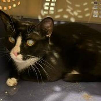 Lilo -  Domestic Short Hair Cat for Adoption in Las Vegas, Nevada - Lilo | PetCurious