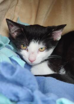 Hyacinth -  Domestic Short Hair Cat for Adoption in Montgomery, New Jersey - Hyacinth | PetCurious