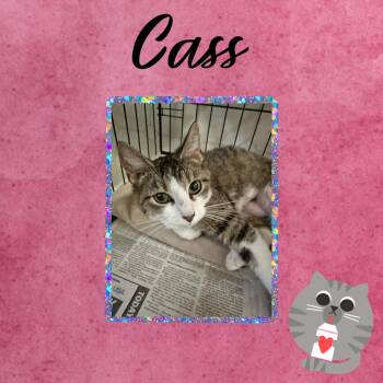 Domestic Short Hair Cats Available for Adoption in Monticello, Indiana - Cass | PetCurious