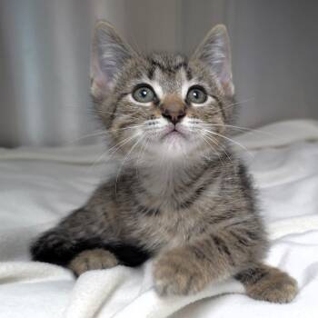Firework -  Domestic Short Hair Cat for Adoption in Michigan City, Indiana - Firework | PetCurious
