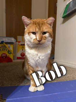 Rescue Domestic Short Hair Cats for Adoption in Springfield, Missouri - Bob | PetCurious