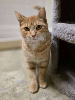 Rescue Domestic Short Hair Cats for Adoption in Mineral Point, Wisconsin - Sorbet | PetCurious