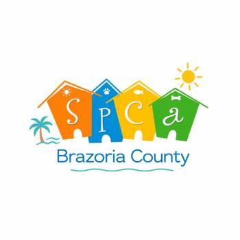 BRAZ-Stray-138012 -  Domestic Medium Hair Cat for Adoption in Lake Jackson, Texas - BRAZ-Stray-138012 | PetCurious