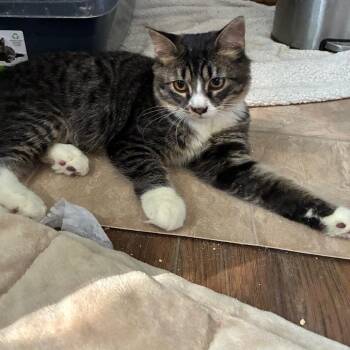 Eli -  Domestic Medium Hair Cat for Adoption in Carmel, Indiana - Eli | PetCurious