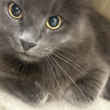 Domestic Long Hair Cats Available for Adoption in Philadelphia, Pennsylvania - Stitch | PetCurious