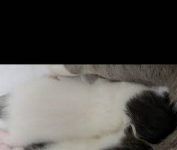 WALDO -  Domestic Short Hair Cat for Adoption in Fort Lauderdale, Florida - WALDO | PetCurious