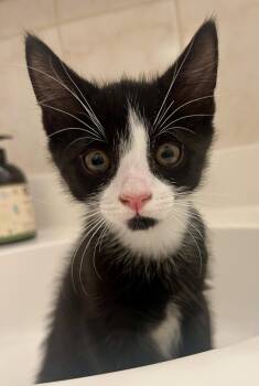 Shane, Ilya, Hunter and Kip -  Domestic Short Hair Cat for Adoption - Shane, Ilya, Hunter And Kip | PetCurious