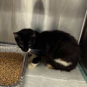 Rena -  Domestic Medium Hair and Domestic Short Hair Cat for Adoption in Fort Worth, Texas - Rena | PetCurious