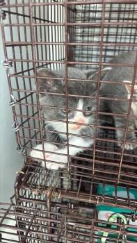 A660833 -  Domestic Short Hair Cat for Adoption in Houston, Texas - A660833 | PetCurious
