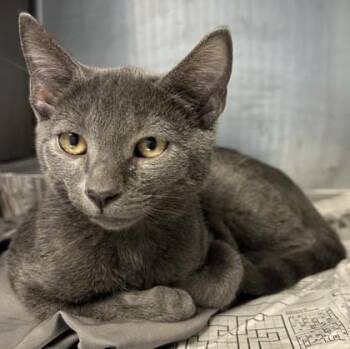 Remy -  Domestic Short Hair Cat for Adoption in Chamblee, Georgia - Remy | PetCurious