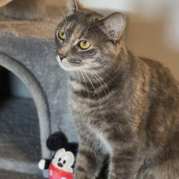Rescue Domestic Short Hair and Dilute Tortoiseshell Cats for Adoption in Germansville, Pennsylvania - Ciri | PetCurious