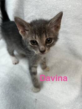 American Shorthair Cats Available for Adoption in Paulina, Louisiana - Davina | PetCurious