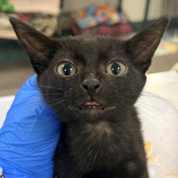 108637 -  Domestic Short Hair Cat for Adoption in Las Cruces, New Mexico - 108637 | PetCurious
