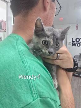 Wendy -  Domestic Short Hair Cat for Adoption in Glenfield, New York - Wendy | PetCurious