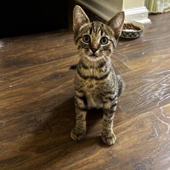 Pickle -  Tabby Cat for Adoption in Wilmington, North Carolina - Pickle | PetCurious