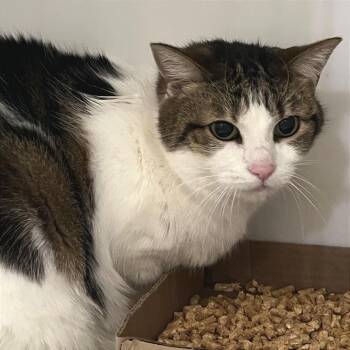 Domestic Short Hair Cats Available for Adoption in Chattanooga, Tennessee - Loli | PetCurious