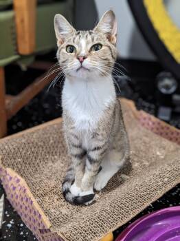 Birdie -  Domestic Short Hair Cat for Adoption in Lewisburg, Tennessee - Birdie | PetCurious