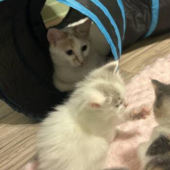 Butterscotch -  Domestic Short Hair Cat for Adoption in Indianapolis, Indiana - Butterscotch | PetCurious