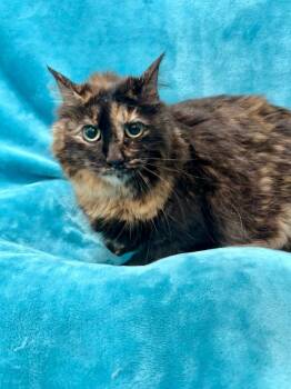 Domestic Long Hair Cats Available for Adoption in Denham Springs, Louisiana - Clover | PetCurious