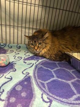 Domestic Long Hair Cats Available for Adoption - Fluffy | PetCurious